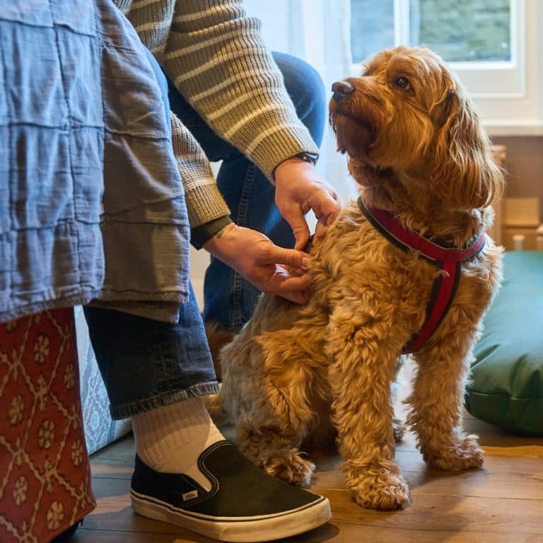 Cover Image for Join For Our Monthly Dog Walk at The King’s Arms